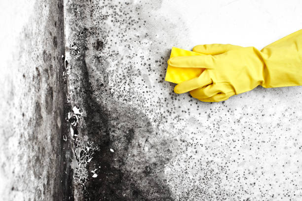 Best Mold Damage Repair  in Lake Holm, WA