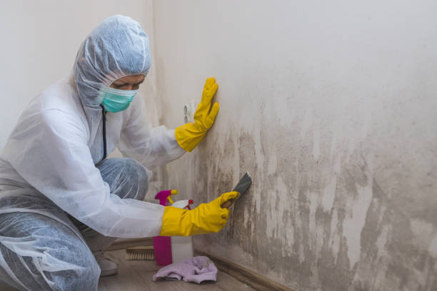 Best Attic Mold Removal  in Lake Holm, WA