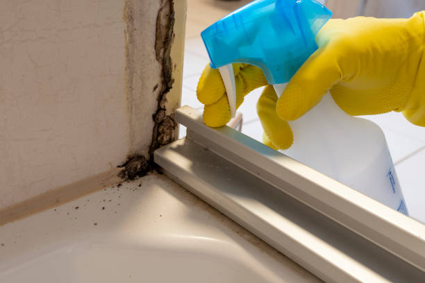 Best Same-Day Mold Removal  in Lake Holm, WA