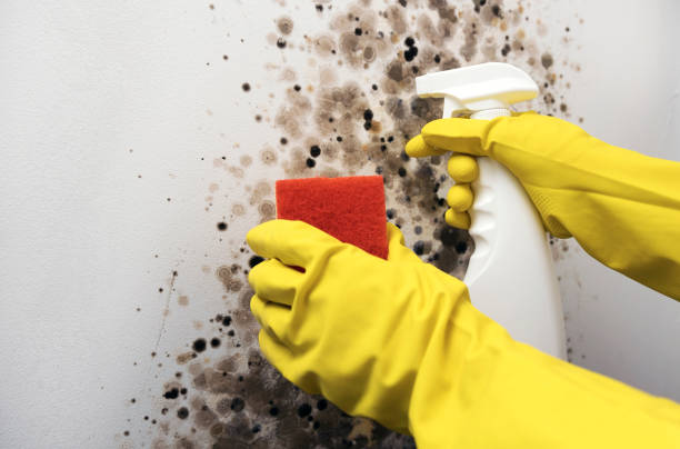 Best Black Mold Removal  in Lake Holm, WA