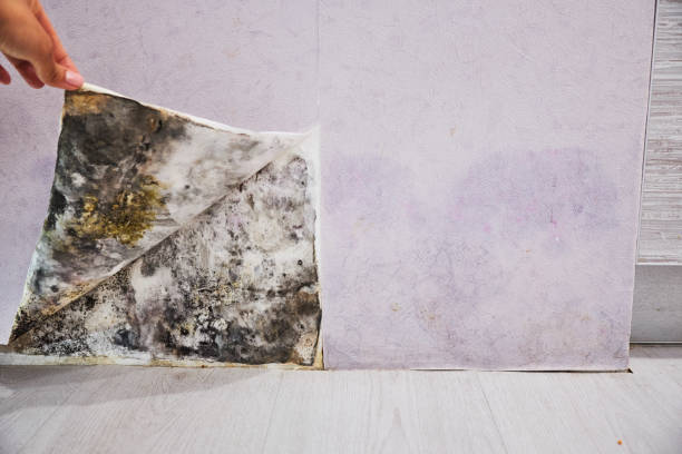 Best Emergency Mold Removal  in Lake Holm, WA